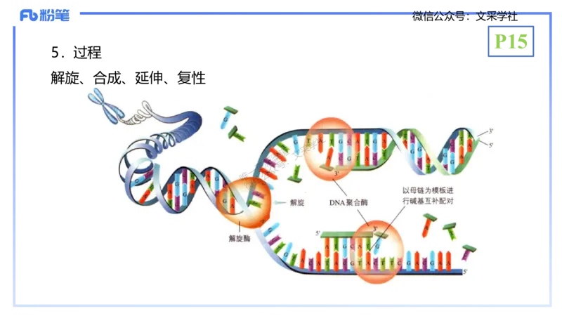 理论精讲02-分子生物学2-拾光_4-教培资料-26年最新资料-同步更新_初中高中教资_03科三专项（进去保存报考的学科即可）_01科目三FB网课、三色速记手册、知识点导图等推荐_初中