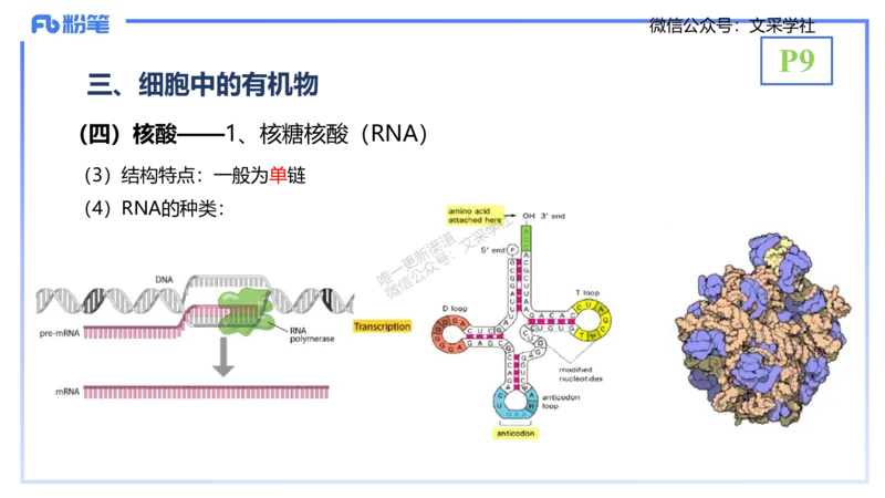 理论精讲02-分子生物学2-拾光_4-教培资料-26年最新资料-同步更新_初中高中教资_03科三专项（进去保存报考的学科即可）_01科目三FB网课、三色速记手册、知识点导图等推荐_初中