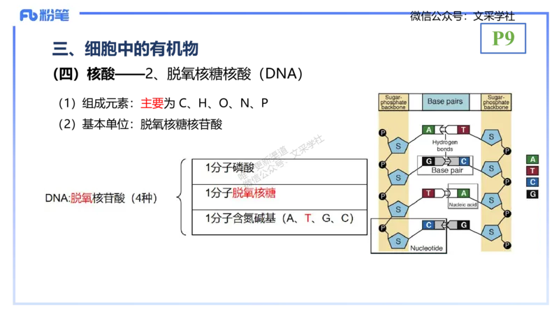 理论精讲02-分子生物学2-拾光_4-教培资料-26年最新资料-同步更新_初中高中教资_03科三专项（进去保存报考的学科即可）_01科目三FB网课、三色速记手册、知识点导图等推荐_初中