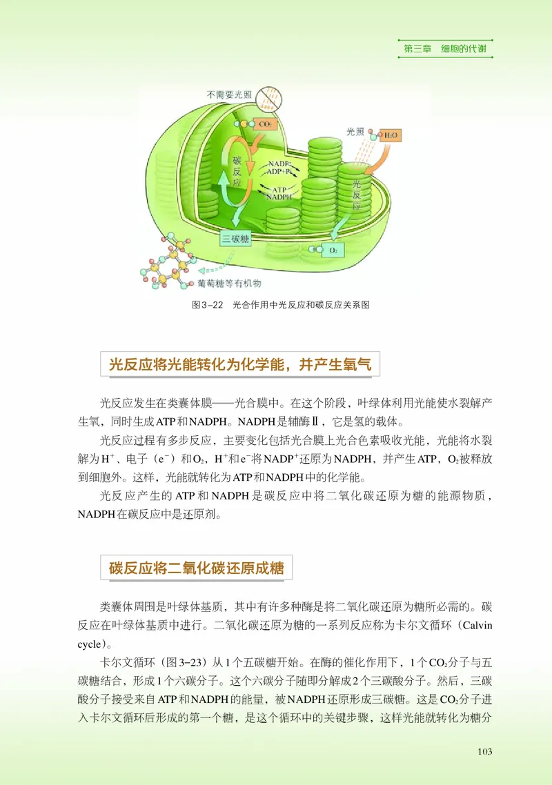 浙科版生物必修1高清教材_4-教培资料-26年最新资料-同步更新_初中高中教资_03科三专项（进去保存报考的学科即可）_02科三专项（笔记真题思维导图教学设计版本二）