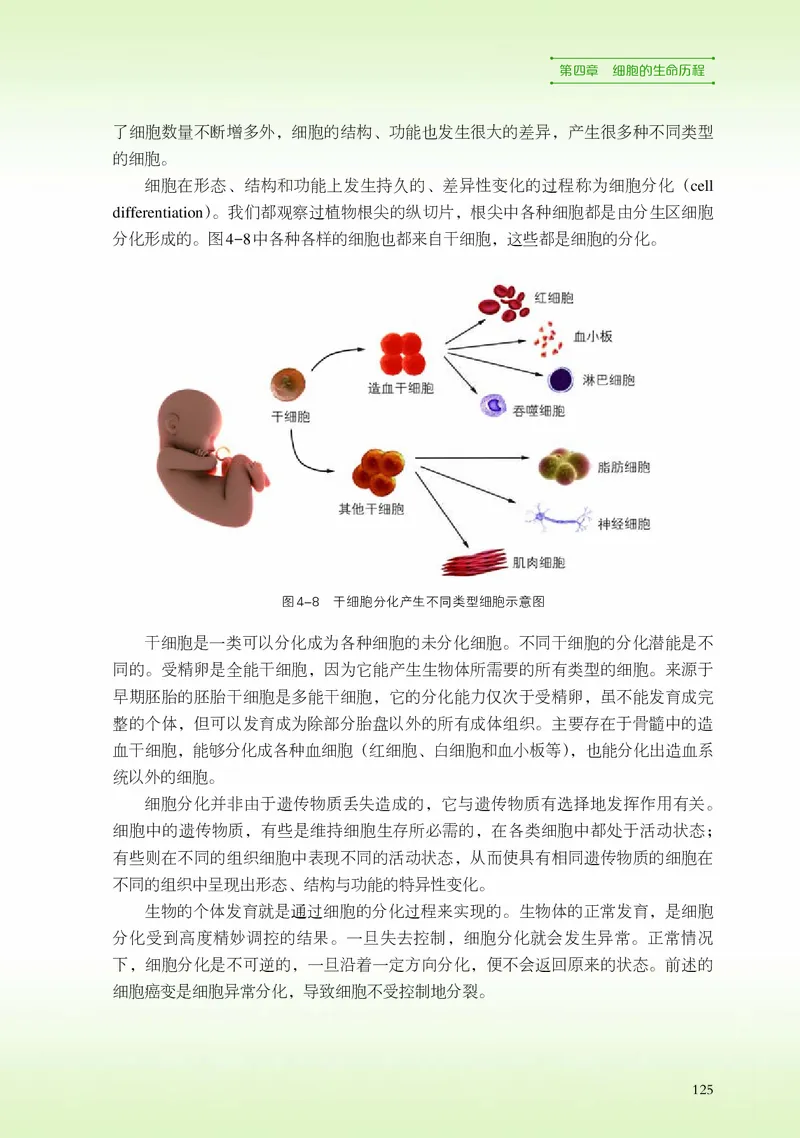 浙科版生物必修1高清教材_4-教培资料-26年最新资料-同步更新_初中高中教资_03科三专项（进去保存报考的学科即可）_02科三专项（笔记真题思维导图教学设计版本二）