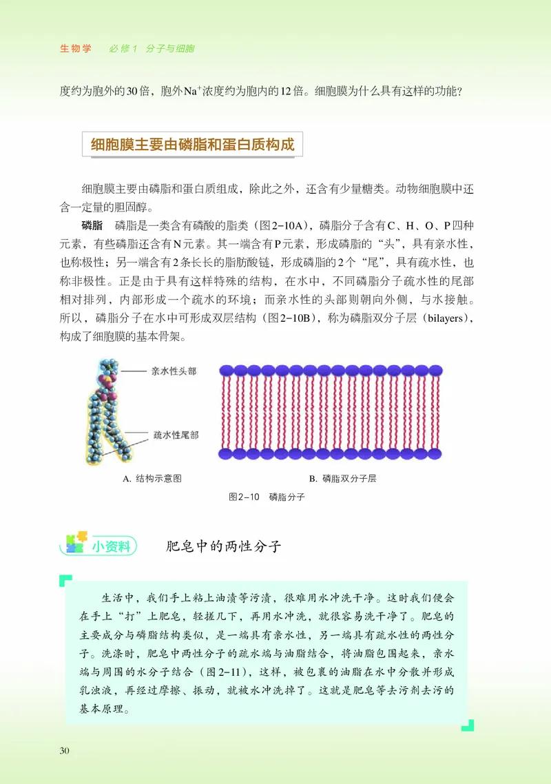浙科版生物必修1高清教材_4-教培资料-26年最新资料-同步更新_初中高中教资_03科三专项（进去保存报考的学科即可）_02科三专项（笔记真题思维导图教学设计版本二）