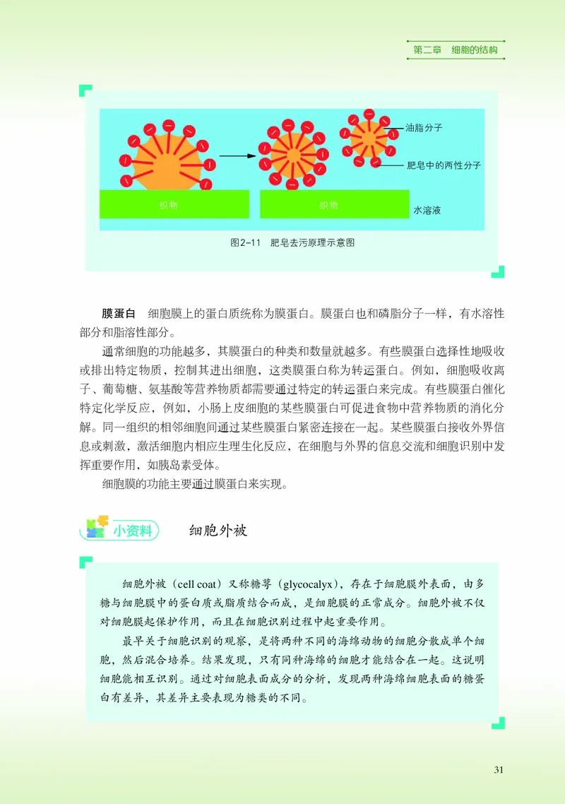 浙科版生物必修1高清教材_4-教培资料-26年最新资料-同步更新_初中高中教资_03科三专项（进去保存报考的学科即可）_02科三专项（笔记真题思维导图教学设计版本二）