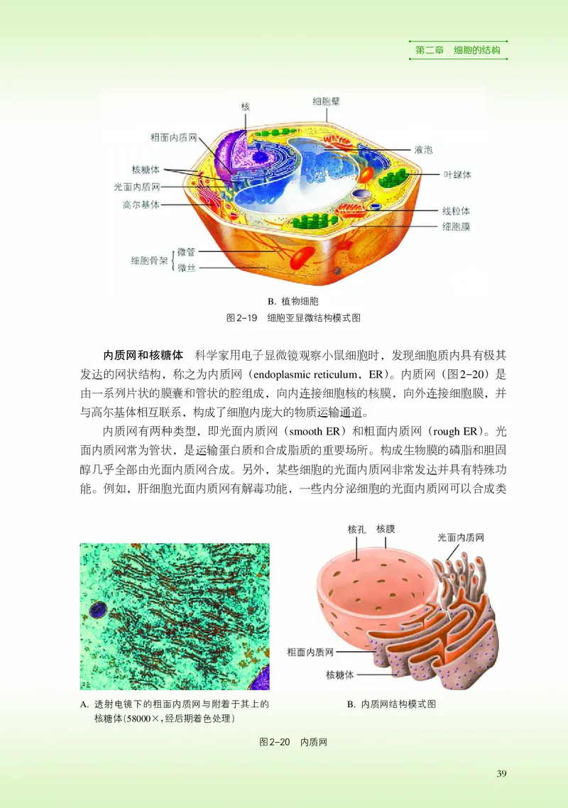 浙科版生物必修1高清教材_4-教培资料-26年最新资料-同步更新_初中高中教资_03科三专项（进去保存报考的学科即可）_02科三专项（笔记真题思维导图教学设计版本二）