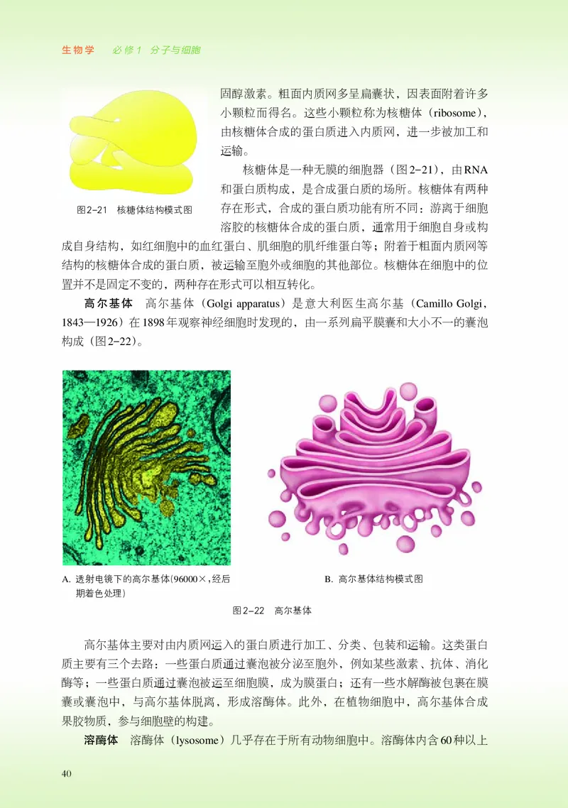 浙科版生物必修1高清教材_4-教培资料-26年最新资料-同步更新_初中高中教资_03科三专项（进去保存报考的学科即可）_02科三专项（笔记真题思维导图教学设计版本二）