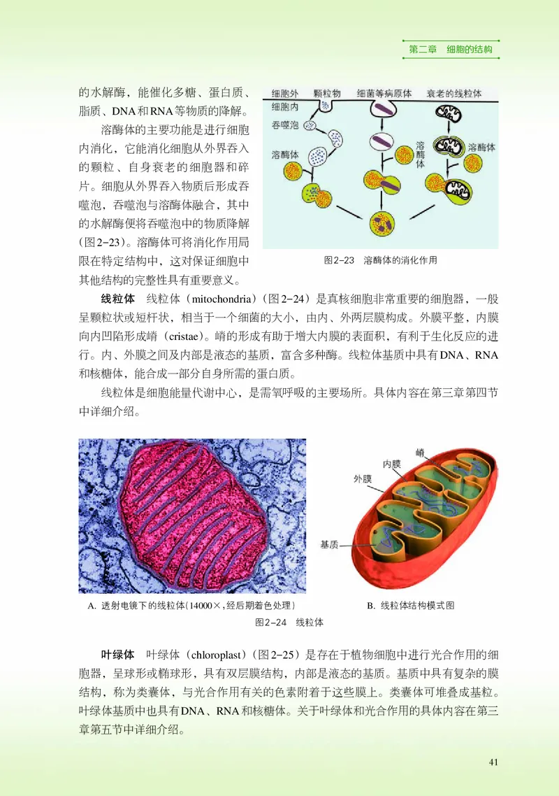 浙科版生物必修1高清教材_4-教培资料-26年最新资料-同步更新_初中高中教资_03科三专项（进去保存报考的学科即可）_02科三专项（笔记真题思维导图教学设计版本二）