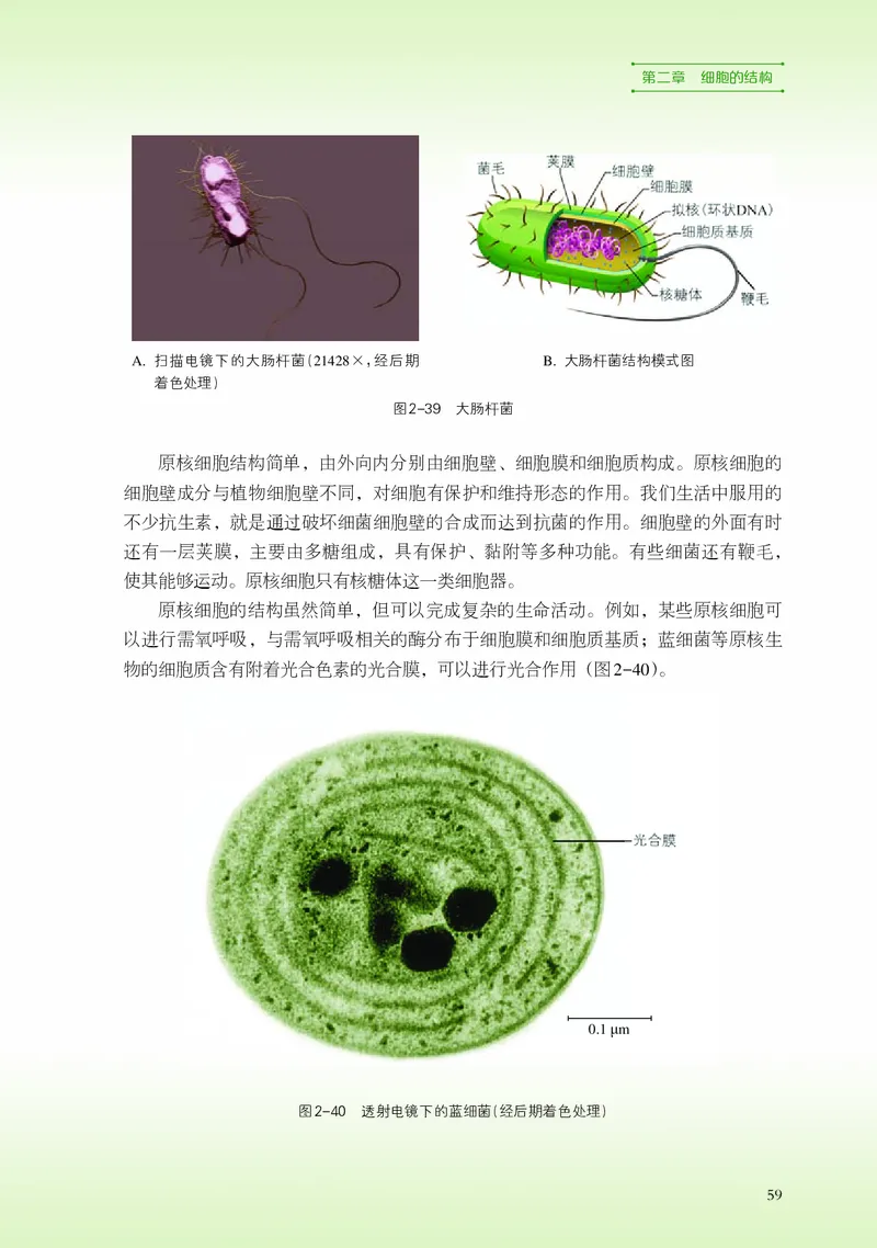 浙科版生物必修1高清教材_4-教培资料-26年最新资料-同步更新_初中高中教资_03科三专项（进去保存报考的学科即可）_02科三专项（笔记真题思维导图教学设计版本二）