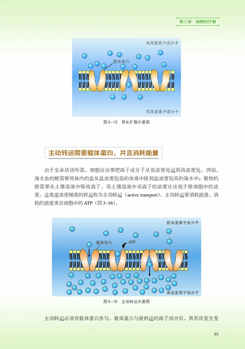 浙科版生物必修1高清教材_4-教培资料-26年最新资料-同步更新_初中高中教资_03科三专项（进去保存报考的学科即可）_02科三专项（笔记真题思维导图教学设计版本二）
