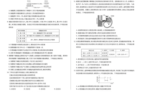 生物(芜湖专版)天一大联考&middot;安徽省高三上学期11月期中联考_251115天一大联考&middot;安徽省高三上学期11月期中联考（全科）
