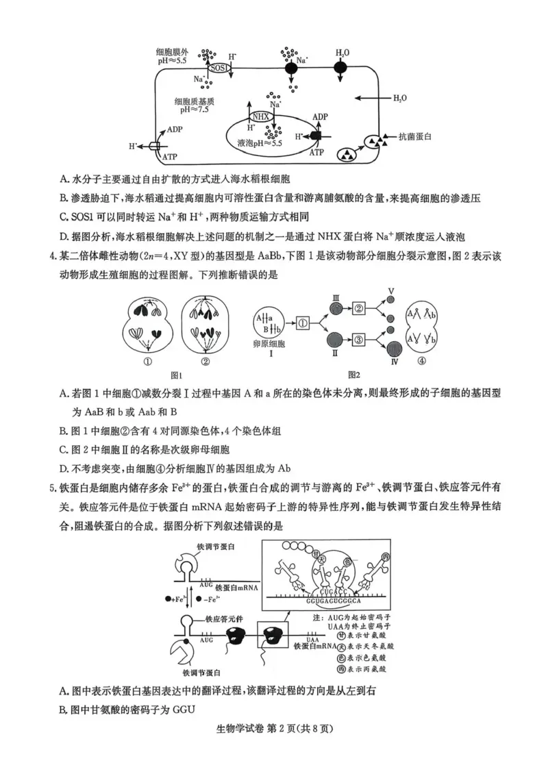 湖南省湘东教学联盟2026届高三上学期11月联考生物试题（含答案）_251106湖南省湘东教学联盟2026届高三上学期11月联考
