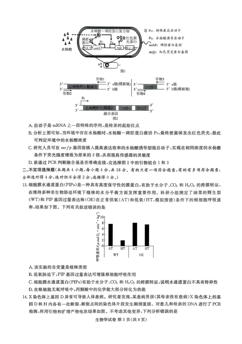 湖南省湘东教学联盟2026届高三上学期11月联考生物试题（含答案）_251106湖南省湘东教学联盟2026届高三上学期11月联考