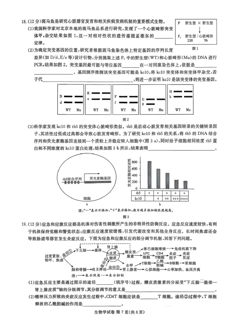 湖南省湘东教学联盟2026届高三上学期11月联考生物试题（含答案）_251106湖南省湘东教学联盟2026届高三上学期11月联考