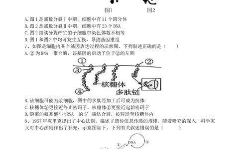 江苏省无锡市澄宜六校2025-2026学年高三上学期10月生物试题_251109江苏省无锡市澄宜六校2025-2026学年高三上学期10月学情调研（全科）