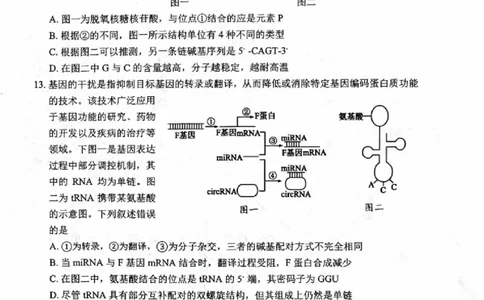 绵阳市高中2023级第一次诊断性考试生物（其他地区B卷）_251104四川省元三维大联考2023级高三第一次诊断考试（全科）_&ldquo;元三维大联考&rdquo;2023级高三第一次诊断考试生物