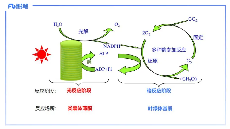 理论精讲06-细胞生物学3-拾光_4-教培资料-26年最新资料-同步更新_初中高中教资_03科三专项（进去保存报考的学科即可）_01科目三FB网课、三色速记手册、知识点导图等推荐_初中
