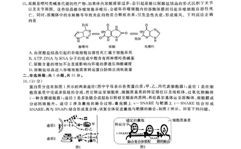 &ldquo;皖江名校联盟&rdquo;2025-2026学年高三质量检测生物_2025年12月_251220安徽省&ldquo;皖江名校联盟&rdquo;2025-2026学年高三质量检测（全科）