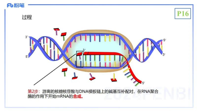 理论精讲03-分子生物学3-拾光_4-教培资料-26年最新资料-同步更新_初中高中教资_03科三专项（进去保存报考的学科即可）_01科目三FB网课、三色速记手册、知识点导图等推荐_初中