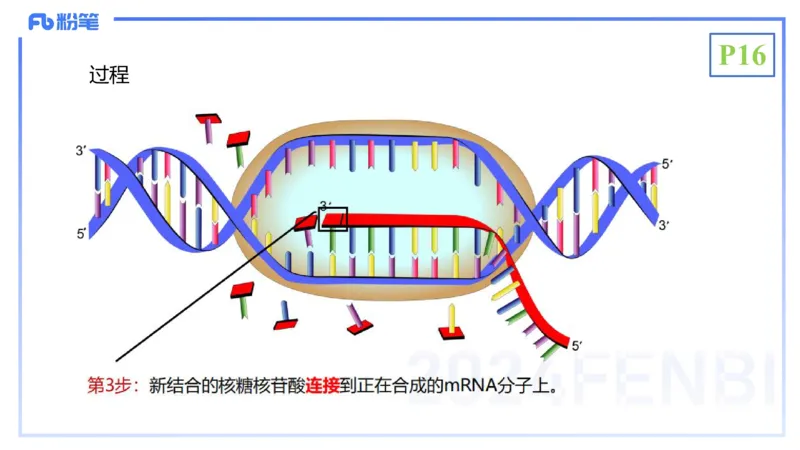 理论精讲03-分子生物学3-拾光_4-教培资料-26年最新资料-同步更新_初中高中教资_03科三专项（进去保存报考的学科即可）_01科目三FB网课、三色速记手册、知识点导图等推荐_初中