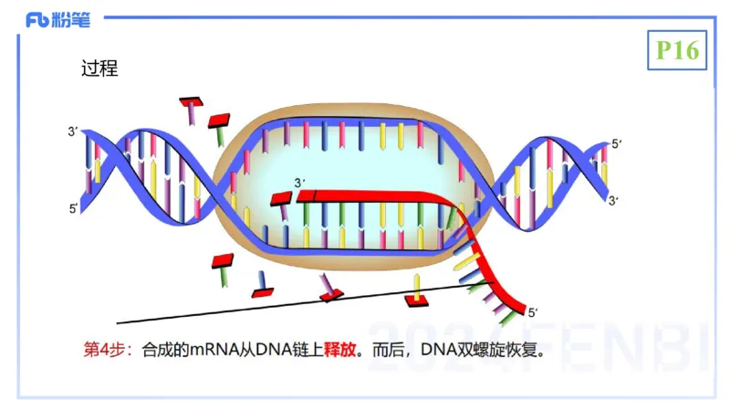 理论精讲03-分子生物学3-拾光_4-教培资料-26年最新资料-同步更新_初中高中教资_03科三专项（进去保存报考的学科即可）_01科目三FB网课、三色速记手册、知识点导图等推荐_初中