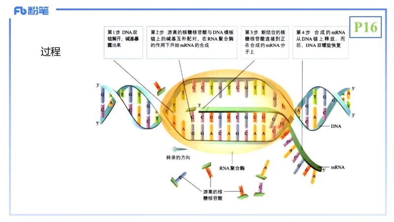 理论精讲03-分子生物学3-拾光_4-教培资料-26年最新资料-同步更新_初中高中教资_03科三专项（进去保存报考的学科即可）_01科目三FB网课、三色速记手册、知识点导图等推荐_初中
