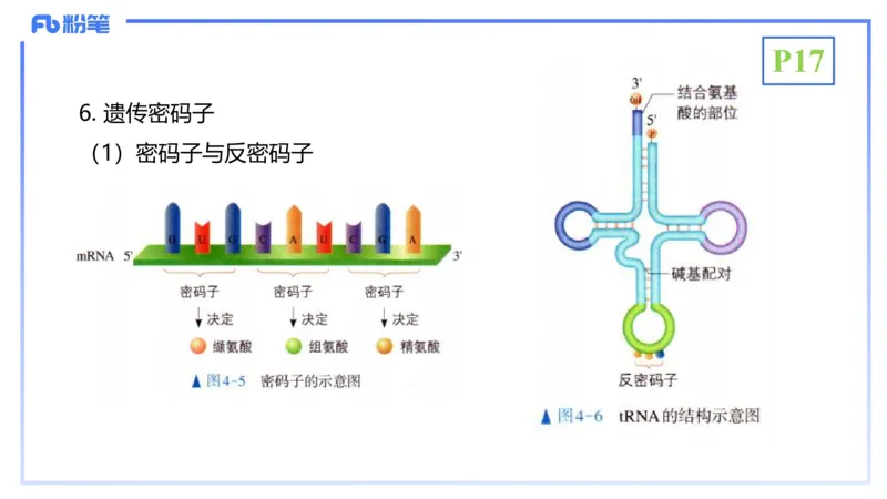 理论精讲03-分子生物学3-拾光_4-教培资料-26年最新资料-同步更新_初中高中教资_03科三专项（进去保存报考的学科即可）_01科目三FB网课、三色速记手册、知识点导图等推荐_初中