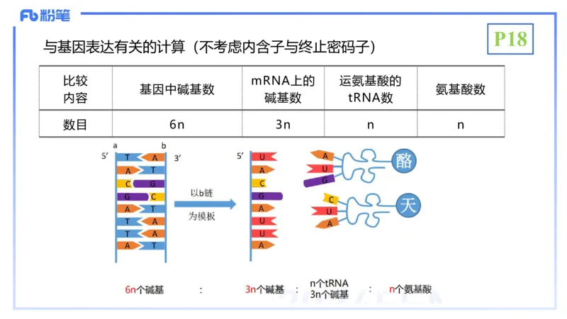 理论精讲03-分子生物学3-拾光_4-教培资料-26年最新资料-同步更新_初中高中教资_03科三专项（进去保存报考的学科即可）_01科目三FB网课、三色速记手册、知识点导图等推荐_初中