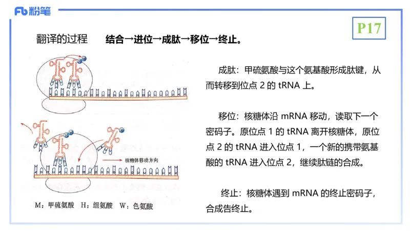 理论精讲03-分子生物学3-拾光_4-教培资料-26年最新资料-同步更新_初中高中教资_03科三专项（进去保存报考的学科即可）_01科目三FB网课、三色速记手册、知识点导图等推荐_初中