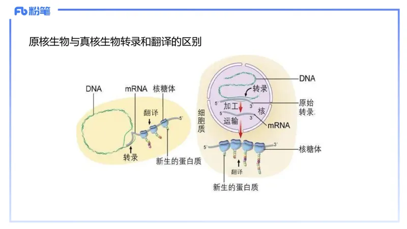 理论精讲03-分子生物学3-拾光_4-教培资料-26年最新资料-同步更新_初中高中教资_03科三专项（进去保存报考的学科即可）_01科目三FB网课、三色速记手册、知识点导图等推荐_初中
