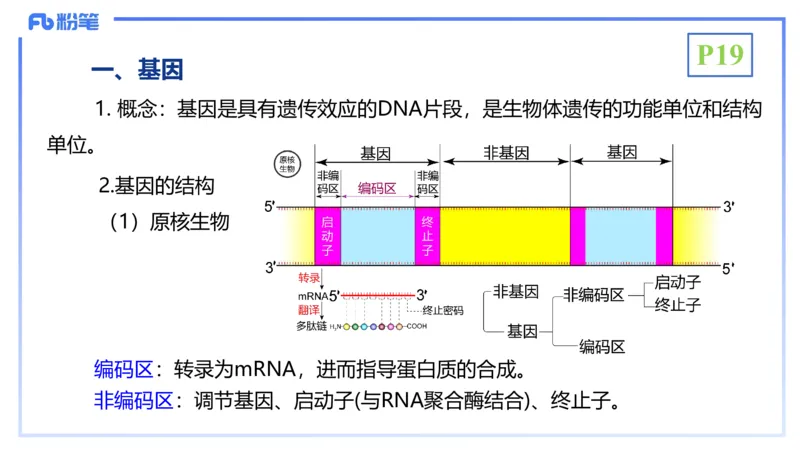 理论精讲03-分子生物学3-拾光_4-教培资料-26年最新资料-同步更新_初中高中教资_03科三专项（进去保存报考的学科即可）_01科目三FB网课、三色速记手册、知识点导图等推荐_初中