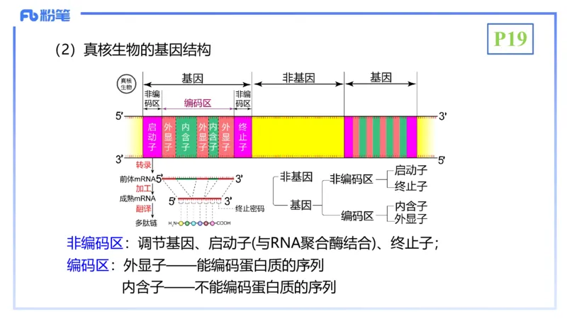 理论精讲03-分子生物学3-拾光_4-教培资料-26年最新资料-同步更新_初中高中教资_03科三专项（进去保存报考的学科即可）_01科目三FB网课、三色速记手册、知识点导图等推荐_初中