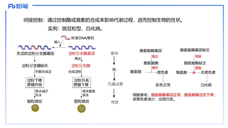 理论精讲03-分子生物学3-拾光_4-教培资料-26年最新资料-同步更新_初中高中教资_03科三专项（进去保存报考的学科即可）_01科目三FB网课、三色速记手册、知识点导图等推荐_初中