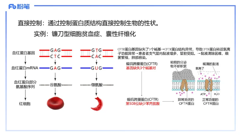 理论精讲03-分子生物学3-拾光_4-教培资料-26年最新资料-同步更新_初中高中教资_03科三专项（进去保存报考的学科即可）_01科目三FB网课、三色速记手册、知识点导图等推荐_初中