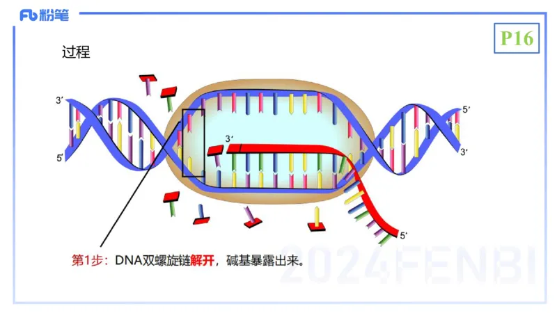 理论精讲03-分子生物学3-拾光_4-教培资料-26年最新资料-同步更新_初中高中教资_03科三专项（进去保存报考的学科即可）_01科目三FB网课、三色速记手册、知识点导图等推荐_初中