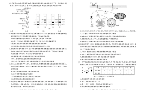 四川省百师联盟2026届高三年级11月阶段检测生物_251115四川省百师联盟2026届高三年级11月阶段检测（全科）