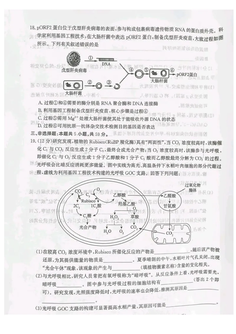 河北省省级联测2024-2025学年高二下学期6月期末考试生物（含答案）_2025年6月_250620河北省省级联测2024-2025学年高二下学期6月期末考试（全科）