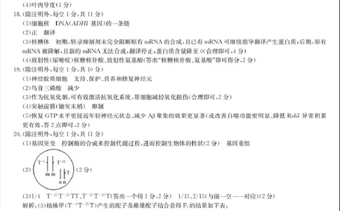 河南省九师联盟2026届高三上学期12月联考生物答案_2025年12月_251206九师联盟2026届高三上学期12月联考（第4次质量检测）（全科）