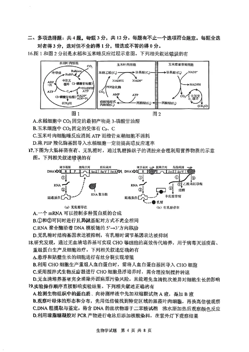 江苏省徐州市2025-2026学年高三上学期期中抽测生物试题（含答案）_251108江苏省徐州市2025-2026学年高三上学期11月期中