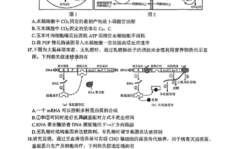 江苏省徐州市2025-2026学年高三上学期期中抽测生物试题（含答案）_251108江苏省徐州市2025-2026学年高三上学期11月期中