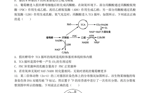 福建省福州第一中学2025-2026学年高三上学期11月期中生物试题（含答案）_251118福建省福州第一中学2025-2026学年高三上学期11月期中（全科）