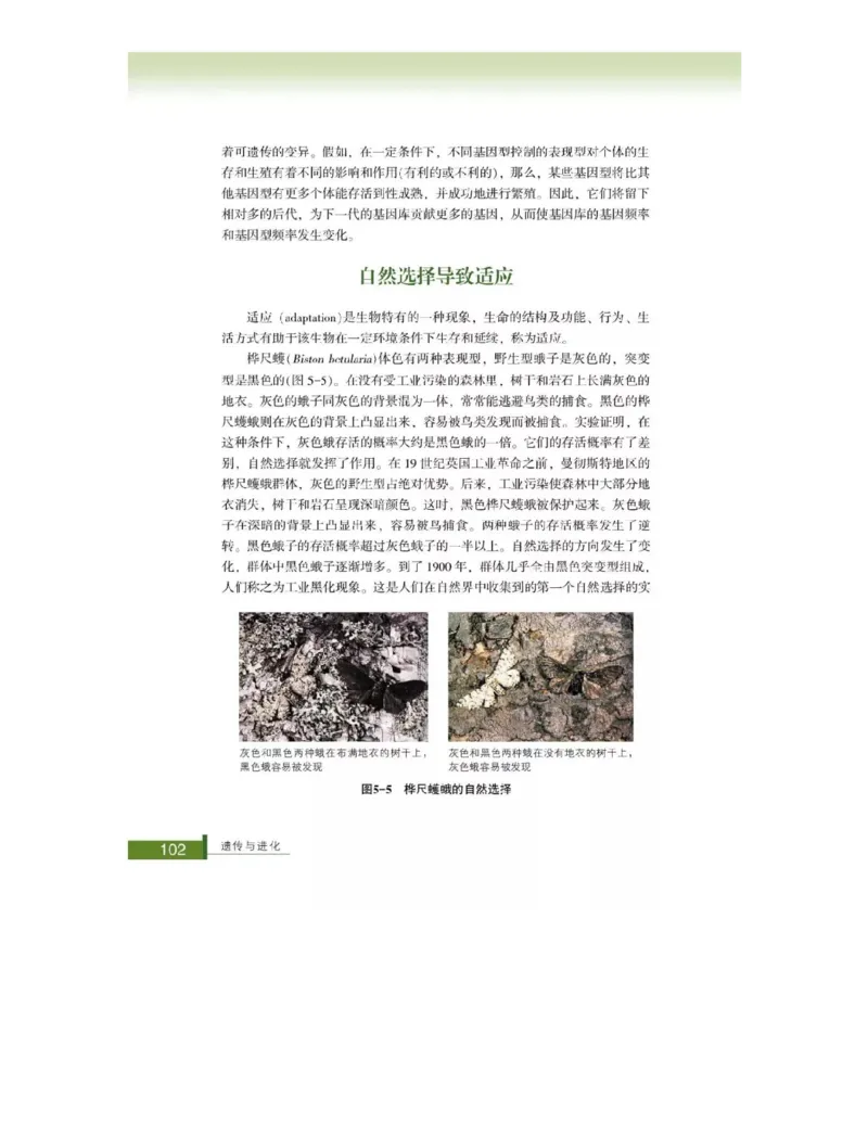 浙科版高中生物必修2《遗传与进化》电子课本_4-教培资料-26年最新资料-同步更新_初中高中教资_03科三专项（进去保存报考的学科即可）_112025高中科目（全）电子教材