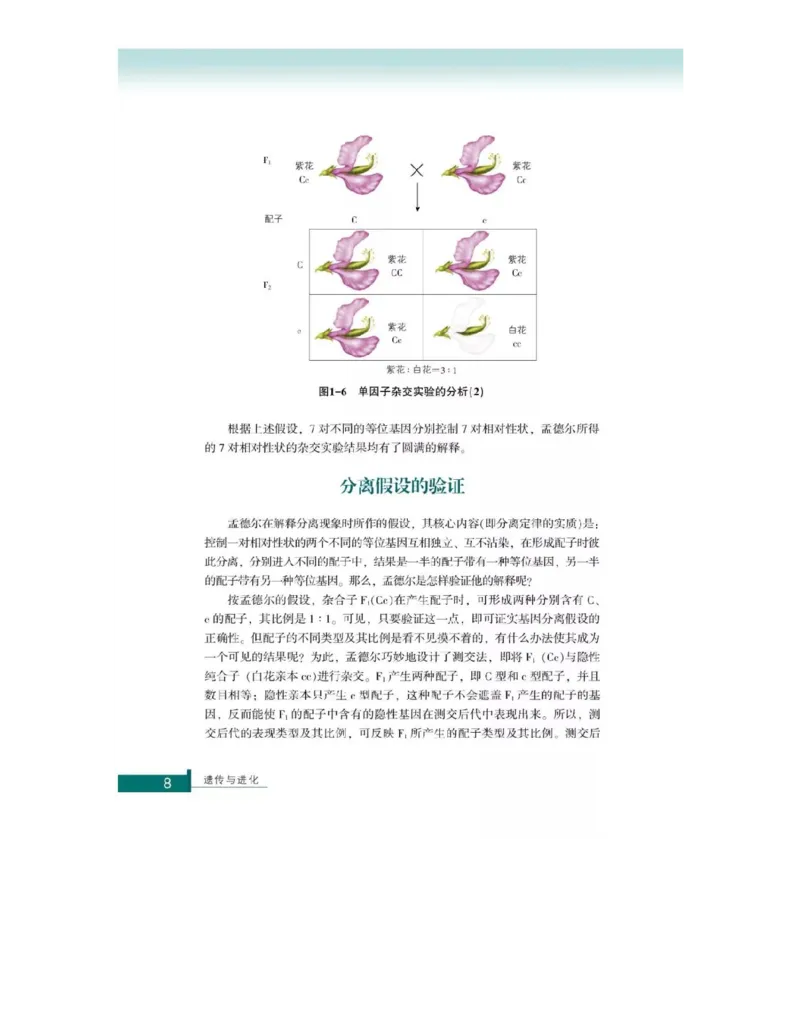 浙科版高中生物必修2《遗传与进化》电子课本_4-教培资料-26年最新资料-同步更新_初中高中教资_03科三专项（进去保存报考的学科即可）_112025高中科目（全）电子教材