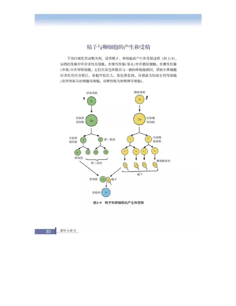 浙科版高中生物必修2《遗传与进化》电子课本_4-教培资料-26年最新资料-同步更新_初中高中教资_03科三专项（进去保存报考的学科即可）_112025高中科目（全）电子教材