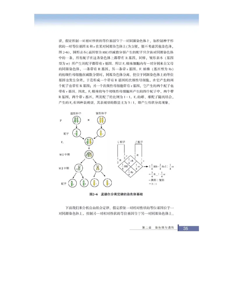 浙科版高中生物必修2《遗传与进化》电子课本_4-教培资料-26年最新资料-同步更新_初中高中教资_03科三专项（进去保存报考的学科即可）_112025高中科目（全）电子教材