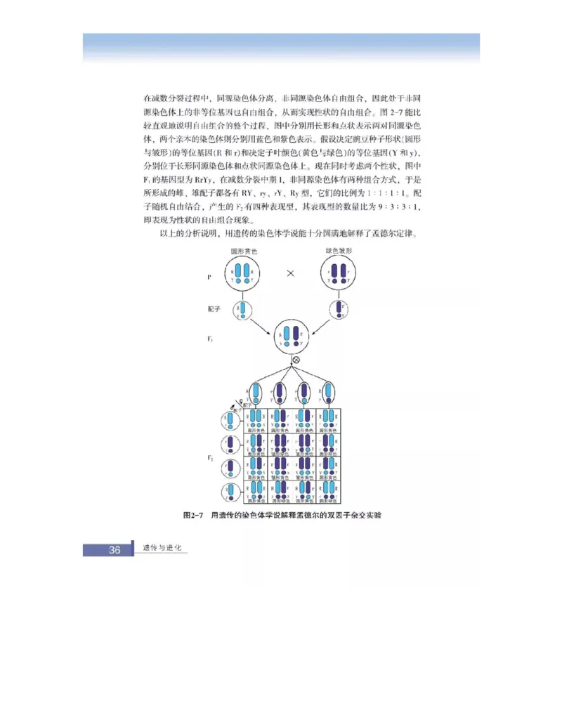 浙科版高中生物必修2《遗传与进化》电子课本_4-教培资料-26年最新资料-同步更新_初中高中教资_03科三专项（进去保存报考的学科即可）_112025高中科目（全）电子教材