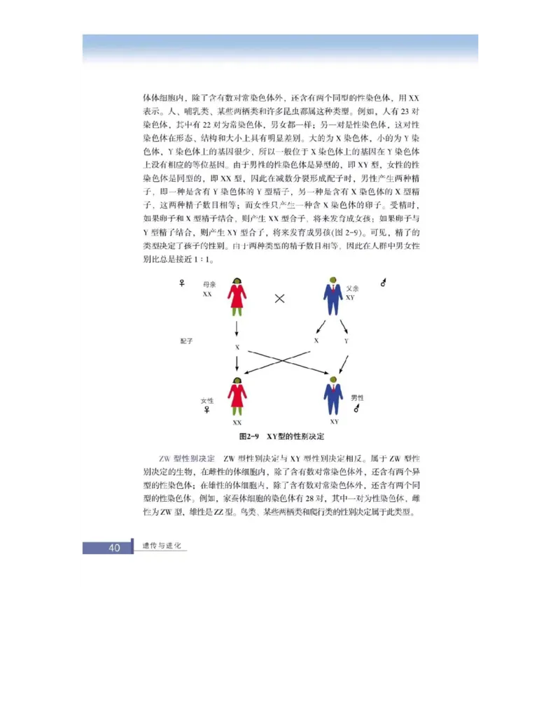 浙科版高中生物必修2《遗传与进化》电子课本_4-教培资料-26年最新资料-同步更新_初中高中教资_03科三专项（进去保存报考的学科即可）_112025高中科目（全）电子教材