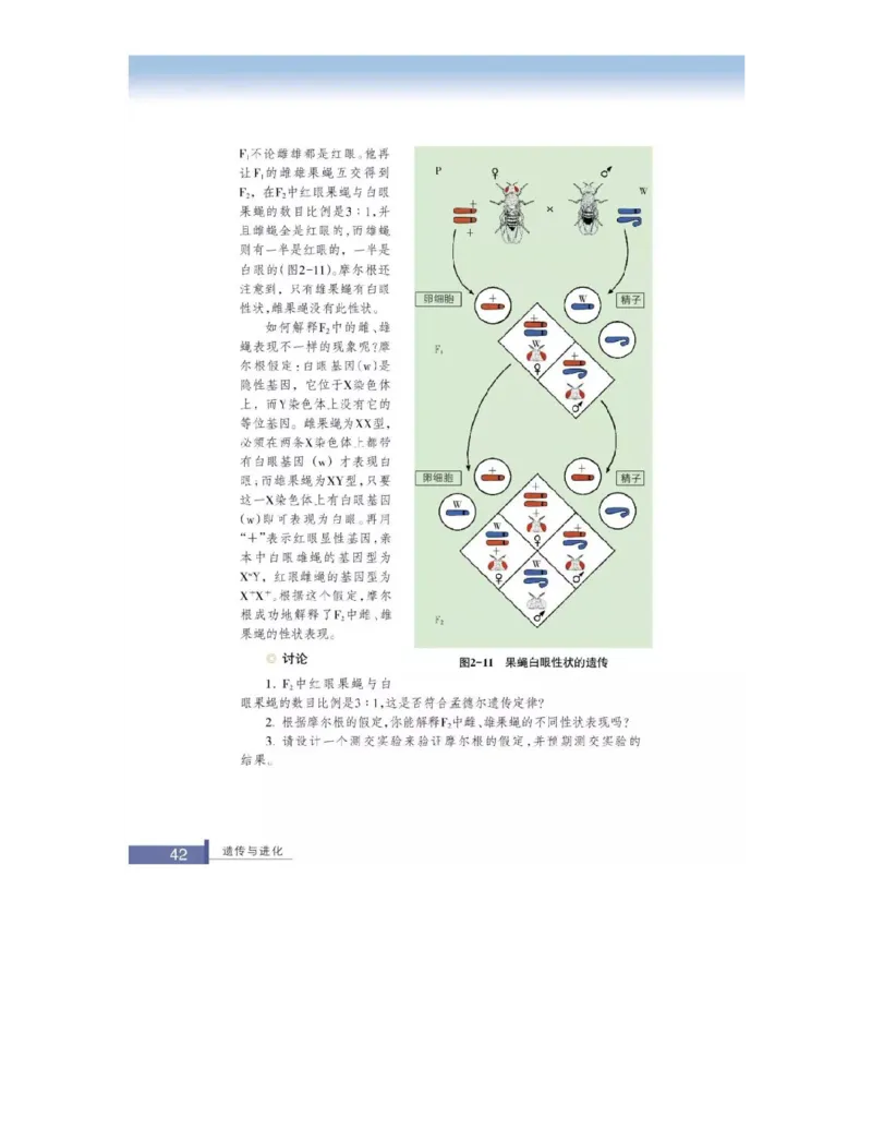 浙科版高中生物必修2《遗传与进化》电子课本_4-教培资料-26年最新资料-同步更新_初中高中教资_03科三专项（进去保存报考的学科即可）_112025高中科目（全）电子教材