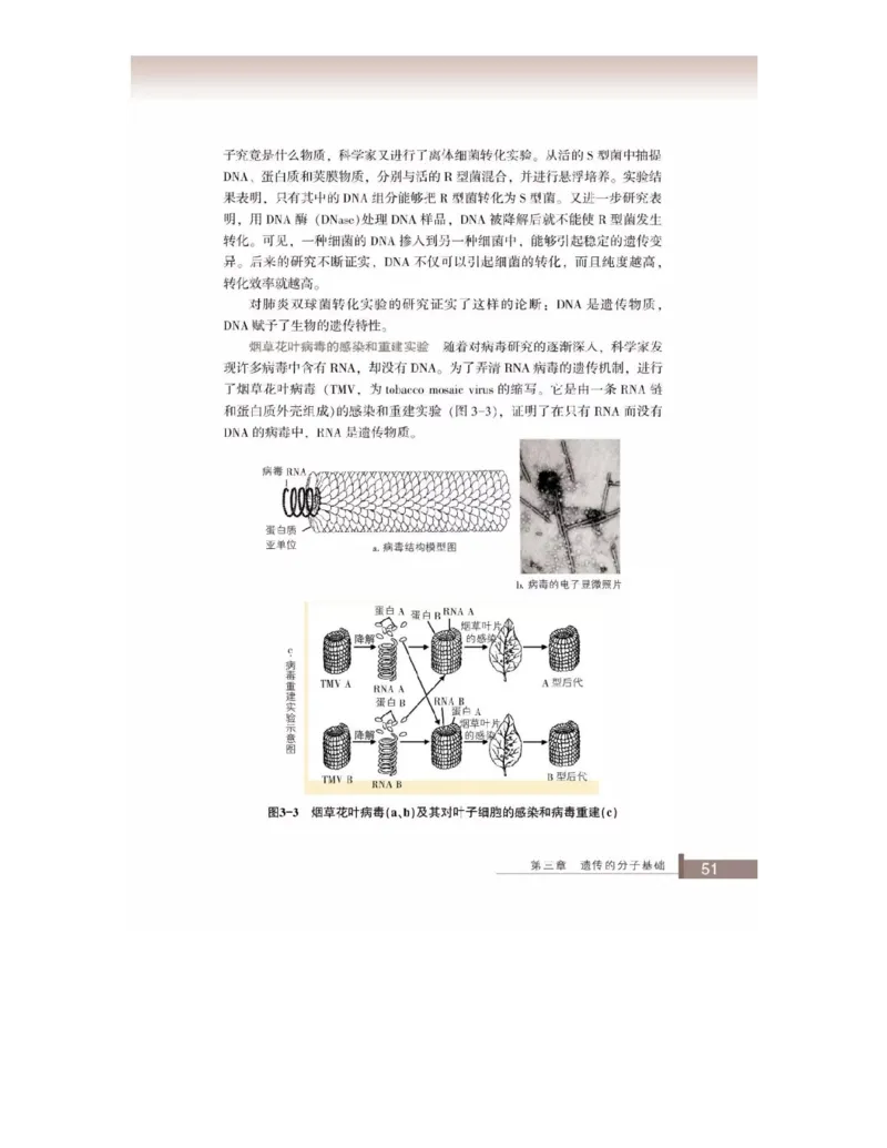 浙科版高中生物必修2《遗传与进化》电子课本_4-教培资料-26年最新资料-同步更新_初中高中教资_03科三专项（进去保存报考的学科即可）_112025高中科目（全）电子教材