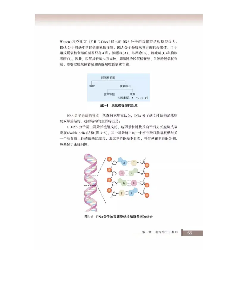 浙科版高中生物必修2《遗传与进化》电子课本_4-教培资料-26年最新资料-同步更新_初中高中教资_03科三专项（进去保存报考的学科即可）_112025高中科目（全）电子教材
