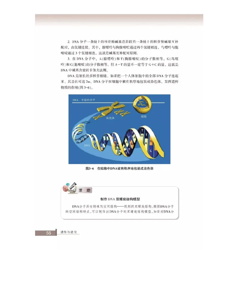 浙科版高中生物必修2《遗传与进化》电子课本_4-教培资料-26年最新资料-同步更新_初中高中教资_03科三专项（进去保存报考的学科即可）_112025高中科目（全）电子教材