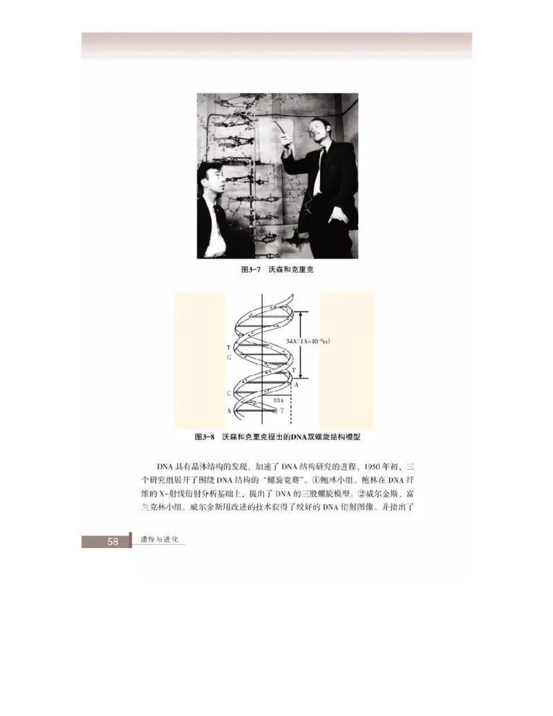 浙科版高中生物必修2《遗传与进化》电子课本_4-教培资料-26年最新资料-同步更新_初中高中教资_03科三专项（进去保存报考的学科即可）_112025高中科目（全）电子教材